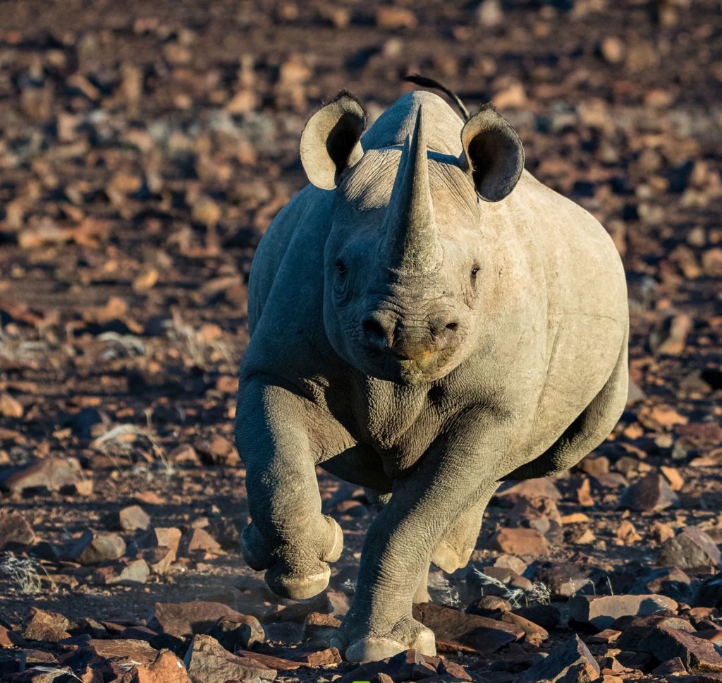 black rhino habitat